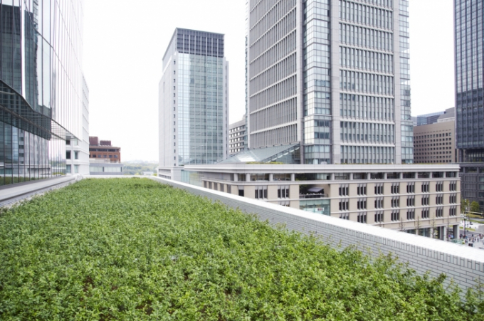 Mô hình nông nghiệp trên cao của công ty Edible Garden City ở Singapore. Ảnh: SMU