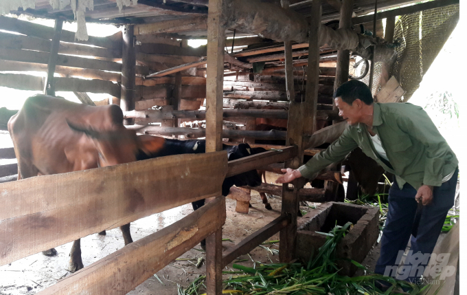 Ông Nguyễn Thiện Bình thoát nghèo nhờ được cấp bò dự án và vay tín dụng chính sách giảm nghèo trên địa bàn tỉnh Thanh Hóa. Ảnh: Võ Dũng.