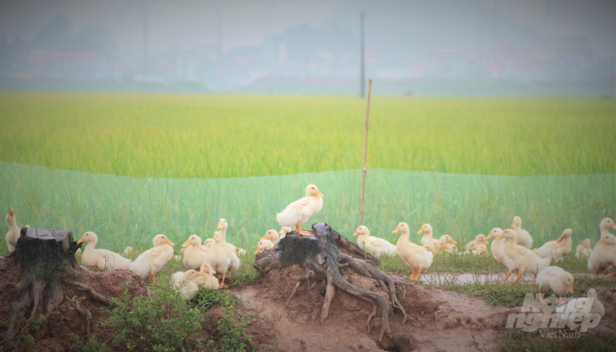 Phát triển tôm  lúa vì kinh tế xanh bền vững  Tạp chí Thủy sản Việt Nam