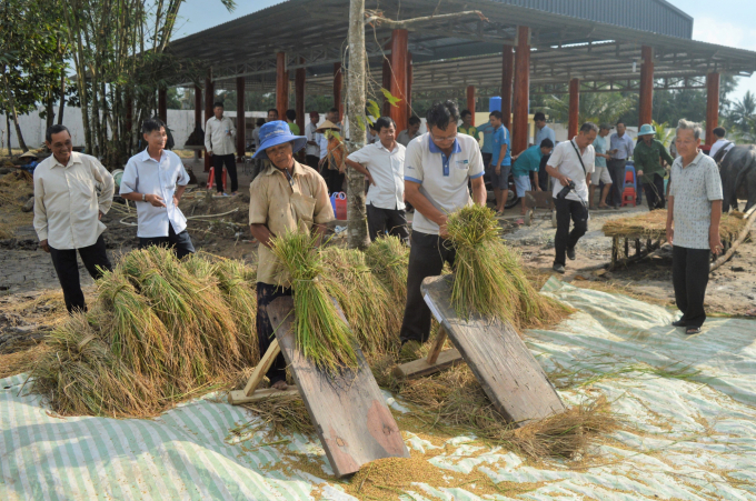 Trồng lúa mùa truyền thống sản xuất gạo hữu cơ, kết hợp với nuôi cá, tôm càng xanh là một trong những mô hình mới rất thích hợp để nhân rộng trong thời gian tới ở Châu Thành. Ảnh: Trung Chánh.