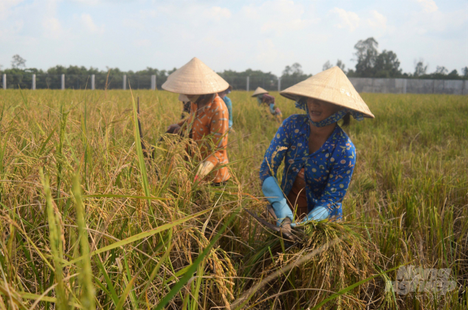 Trồng lúa mùa truyền thống sản xuất gạo hữu cơ, kết hợp với nuôi cá, tôm càng xanh là một trong những mô hình mới rất thích hợp để nhân rộng trong thời gian tới ở Châu Thành. Ảnh: Trung Chánh.