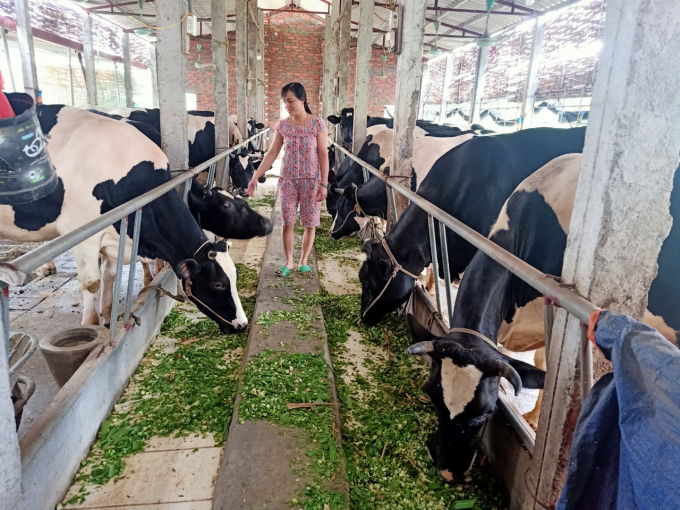 Từ khi chuyển ra khu chăn nuôi tập trung, có điều kiện phát triển thêm đàn bò sữa giúp gia đình anh Bàng thu lãi 40 - 50 triệu đồng mỗi tháng. Ảnh: Bích Phượng.