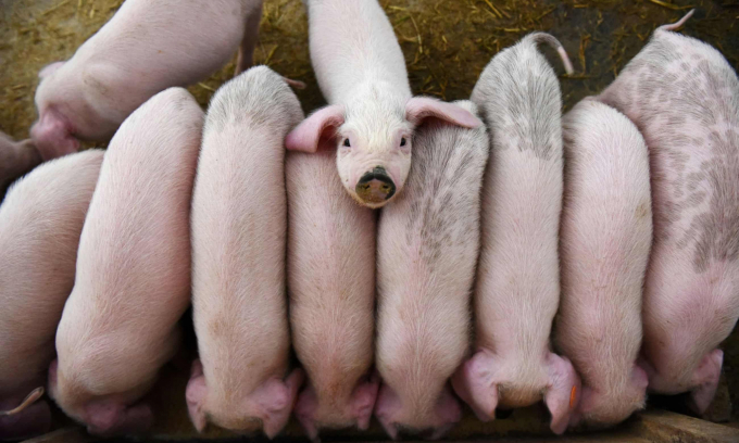 Trung Quốc tiến tới việc chuẩn hóa từng con lợn giống như rau củ quả. Ảnh: Reuters.