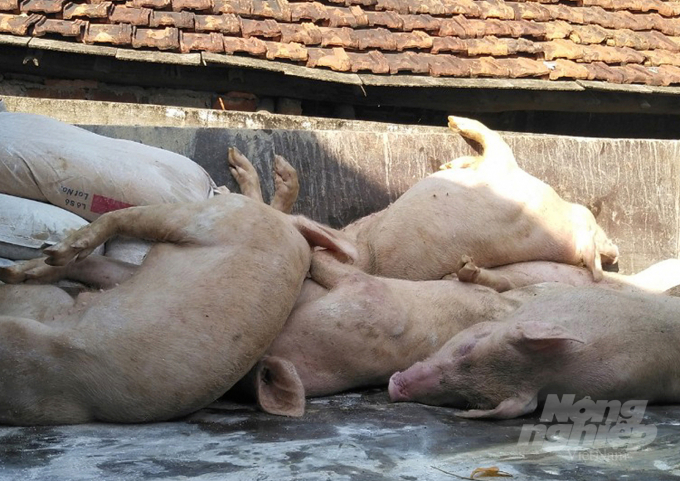 Dịch tả lợn Châu Phi đang khiến nhiều hộ chăn nuôi trên địa bàn Nghệ An khốn đốn. Ảnh: Việt Khánh.
