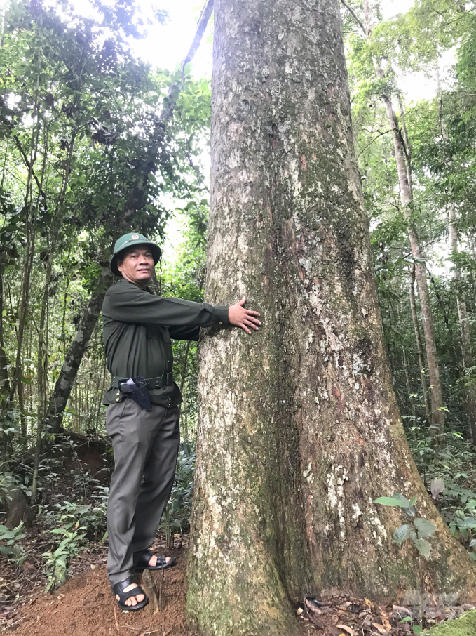 Nhiều cây dổi to đến vài người ôm trong rừng giáp ranh giữa Bình Định - Gia Lai. Ảnh: Vũ Đình Thung.