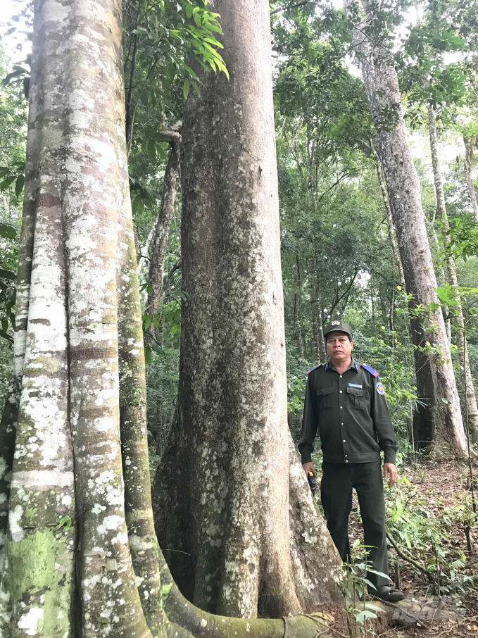 Anh Lê Công Tám lọt thỏm giữa những cây cổ thụ trong rừng tự nhiên giáp ranh giữa Bình Định - Gia Lai. Ảnh: Vũ Đình Thung.