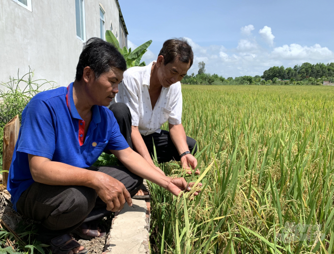 Nông dân Cần Thơ tham dự án VNSAT, áp dụng kỹ thuật mới trong canh tác lúa. Ảnh: HP