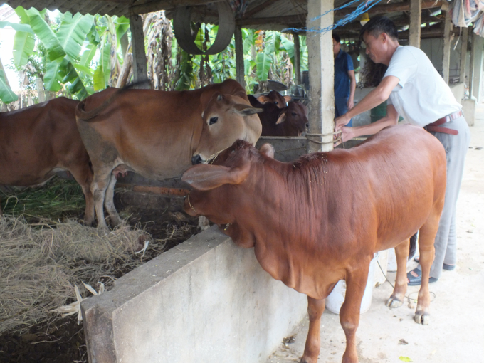 Thời gian qua, nhiều hộ dân ở xã Cao Phong (huyện Sông Lô, Vĩnh Phúc) đã cải tạo chuồng trại, chuyển chăn nuôi lợn sang chăn nuôi bò thịt. Ảnh: Lê Bền 
