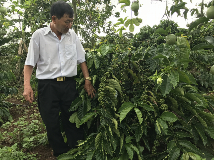 Các hộ nông dân huyện Chư Prông, tỉnh Gia Lai tái canh cà phê từ năm 2018.. Ảnh: Tuấn Anh.