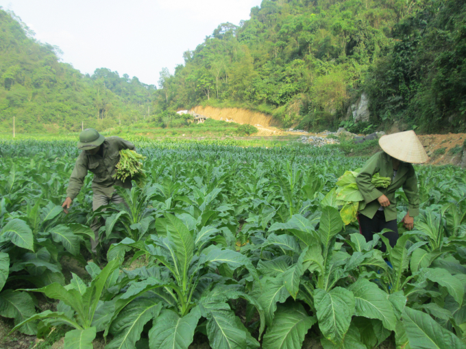 Thu hoạch thuốc lá. Ảnh: Tư liệu.