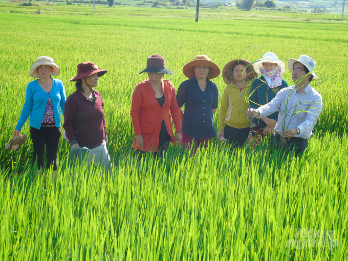 Nữ nông dân Bình Định được cán bộ kỹ thuật của Trung tâm Khuyến nông tỉnh tập huấn cách phòng trừ sâu bệnh hại trên cây lúa. Ảnh: Vũ Đình Thung.