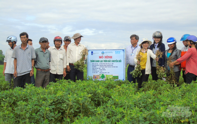 Mô hình thâm canh đậu phộng trên đất lúa chuyển đổi được thực hiện tại huyện Tây Sơn (Bình Định) cho năng suất đạt từ 33-36 tạ/ha. Ảnh: Vũ Đình Thung.