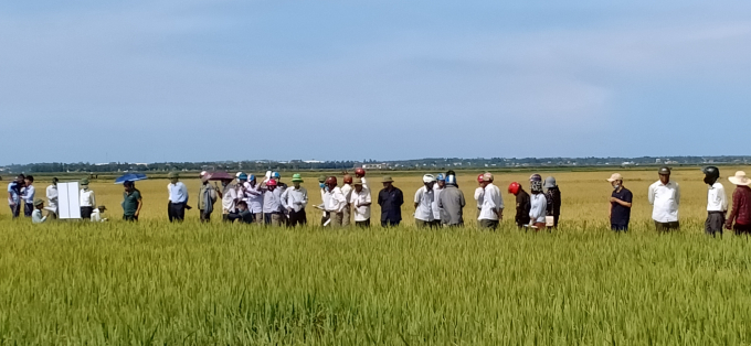 Tham quan đầu bờ sản xuất giống lúa ĐB6 tại Quảng Bình.
