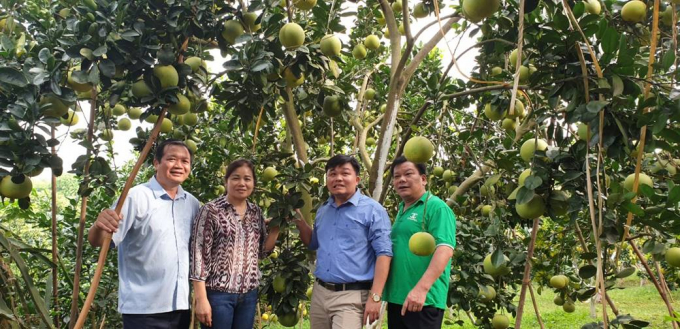 Bưởi Diễn trồng ở huyện Lục Nam cho trái sai, quả ngọt, giúp tận dụng được lợi thế đất gò đồi.