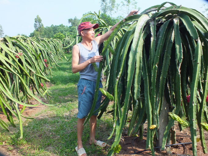 Từ những vùng đất đồi cằn cỗi, cây thanh long đã giúp người dân nhiều nơi ở Lập Thạch (Vĩnh Phúc) thu nhập hàng tỉ đồng mỗi năm. Ảnh: Lê Bền