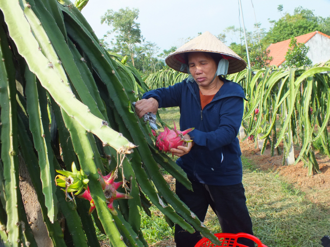 Bà Đỗ Thị Kim với vườn thanh long VietGAP cho thu nhập bình quân từ 200-300 triệu đồng/năm. Ảnh: Lê Bền