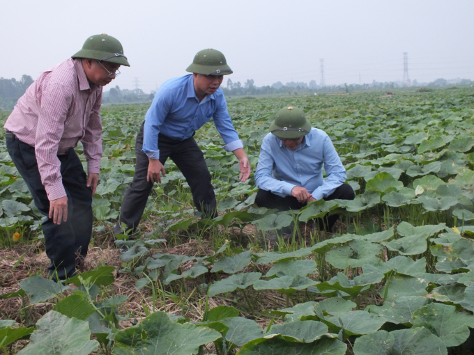 Lãnh đạo Cục Trồng trọt và Sở NN-PTNT Hưng Yên kiểm tra công tác chuẩn bị tiêu thoát nước cho cây vụ đông. Ảnh: Lê Bền.