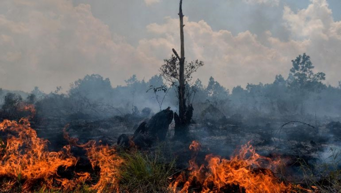 Cảnh cháy rừng trên đảo Sumatra, Indonesia. Ảnh: Getty.