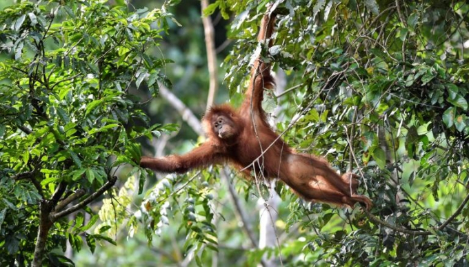 Một chú khỉ con trong khu bảo tồn tại đảo Sumatra. Ảnh: AFP.