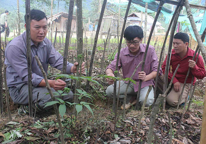 Người dân ở xã Khun Há (huyện Tam Đường, Lai Châu) cùng cán bộ huyện kiểm tra sự phát triển của sâm Lai Châu. Ảnh: T.M