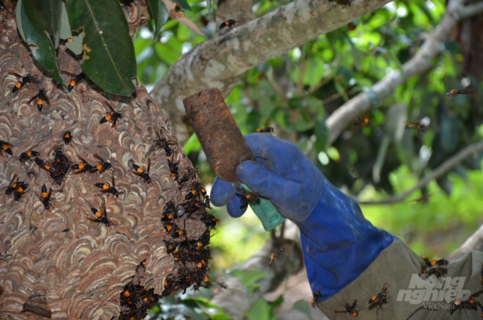 Nuôi ong kịch độc là hoạt động rất độc đáo và thú vị. Hãy xem hình ảnh liên quan để khám phá cách nuôi và sử dụng sản phẩm từ ong kịch độc, một trong những loại ong quý hiếm và có nhiều giá trị sức khỏe.
