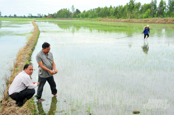 Lãnh đạo tổ chức nông dân cùng cán bộ Phòng NN-PTNT huyện Tân Thạnh thăm cánh đồng liên kết, tiêu thụ sản phẩm cho nông dân. Ảnh: Hoàng Vũ.