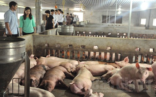Tốc độ tái đàn lợn của Bắc Giang khá tốt, góp phần tăng tổng đàn lợn trên cả nước trong điều kiện giá thịt lợn tăng cao. 