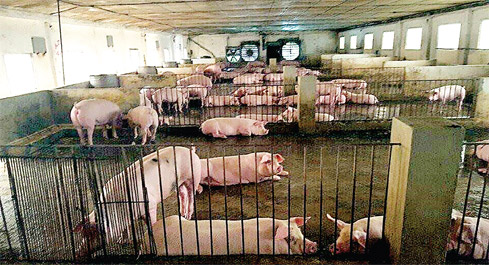 Phát triển đàn lợn được coi là điểm nhấn của Bắc Giang trong năm 2020, giúp tăng cường số đầu lợn, kéo giảm giá thịt lợn trên thị trường xuống.