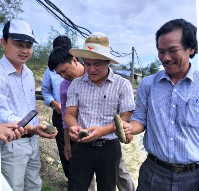 Hải sâm phát triển tốt trong mô hình ghép ốc hương thương phẩm trong ao nuôi tại Quảng Ngãi.