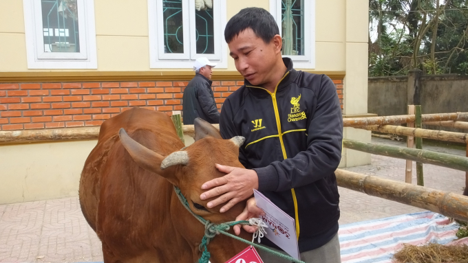 Nhiều chính sách hỗ trợ bò giống đã giúp người nghèo Hà Tĩnh thoát nghèo. Ảnh: Thanh Nga.