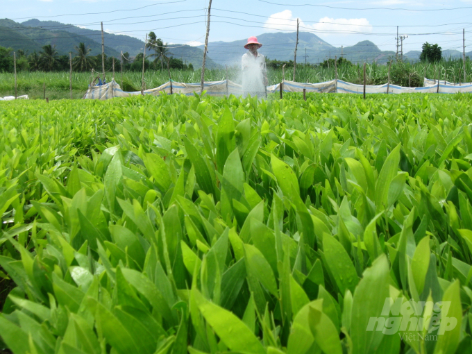 Ở Bình Định hiện có 160 cơ sở sản xuất giống cây lâm nghiệp. Ảnh: Vũ Đình Thung.