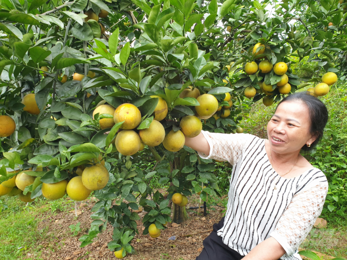Vùng đồi núi Hà Tĩnh tập trung phát triển cây ăn quả có múi theo mô hình VietGAP. Ảnh: Thanh Nga.
