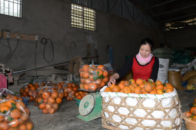 Có chỉ dẫn địa lý sẽ giúp nâng cao uy tín và thương hiệu của cam sành Hàm Yên trên thị trường. Ảnh: Đào Thanh.