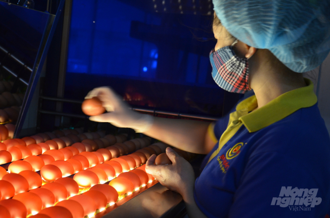 Kiểm tra trứng ở nhà máy Ba Huân trên địa bàn Hà Nội.                                      Ảnh: NNVN
