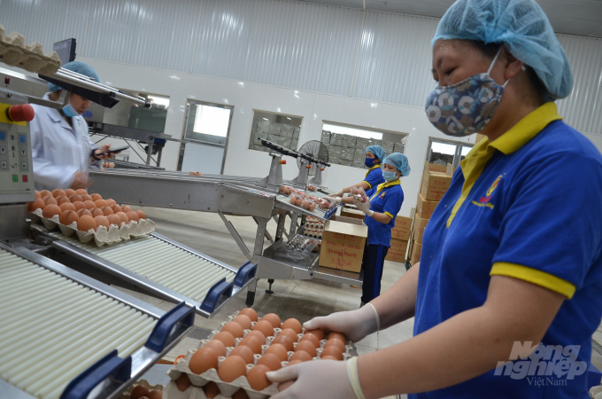 Đóng gói trứng ở nhà máy Ba Huân trên địa bàn Hà Nội.                               Ảnh: NNVN