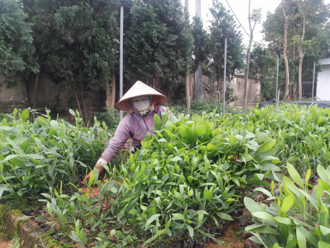 Lũy kế 9 tháng năm 2020, Việt Nam trồng được hơn 3.100ha rừng phòng hộ (tháng 9 trồng được gần 1.300 ha), bằng 54% so với cùng kỳ năm 2019. Ảnh: Nguyên Huân.
