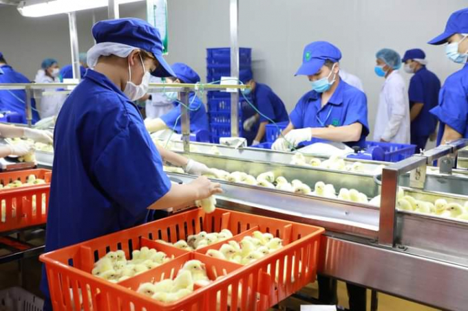 Dây chuyển sản xuất thịt gà xuất khẩu khép kín của Công ty cổ phần chăn nuôi C.P Việt Nam tại Bình Phước chuẩn bị đi vào hoạt động. Ảnh: Trần Trung.