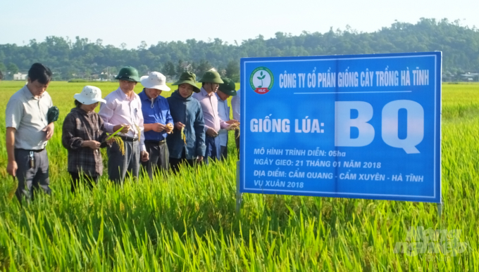 Giống lúa thuần BQ được Công ty CP giống cây trồng Hà Tĩnh liên kết sản xuất theo mô hình cánh đồng lớn tại các huyện Kỳ Anh, Cẩm Xuyên. Ảnh: Thanh Nga.