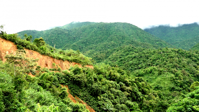 Khi người dân không còn quyền lợi trên những khu đất lâm nghiệp, cũng là lúc những cây gỗ lớn ở Khu bảo tồn thiên nhiên Phu Canh bị tàn phá. Ảnh: Minh Phúc.