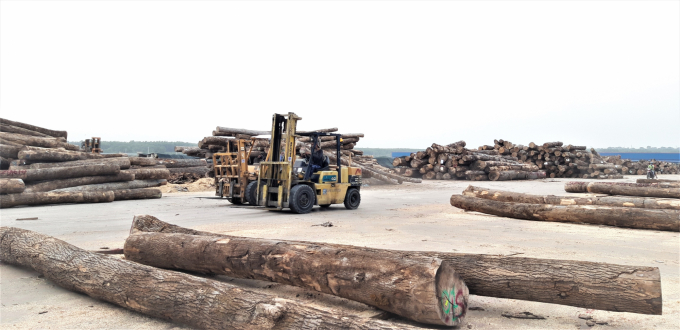 Nhập khẩu gỗ nguyên liệu từ Lào và Campuchia về Việt Nam đang có xu hướng giảm mạnh về lượng, đây là tín hiệu rất tích cực của ngành gỗ nước ta thời gian qua. Ảnh: TL