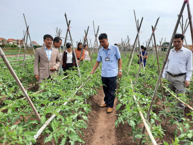 Thực hiện chủ trương tái cơ cấu nông nghiệp của thành phố Hà Nội, từ năm 2019 xã Thư Phú triển khai hệ thống PGS trong sản xuất và tiêu thụ rau an toàn. Ảnh: Nguyên Huân.