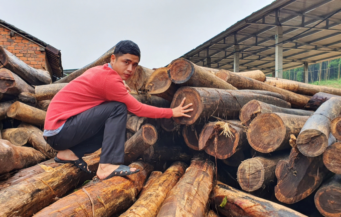 Mỗi năm, HTX Hiệp Thuận thu mua hơn 3.000 tấn gỗ lớn với đường kính từ 15cm trở lên. Ảnh: L.K.