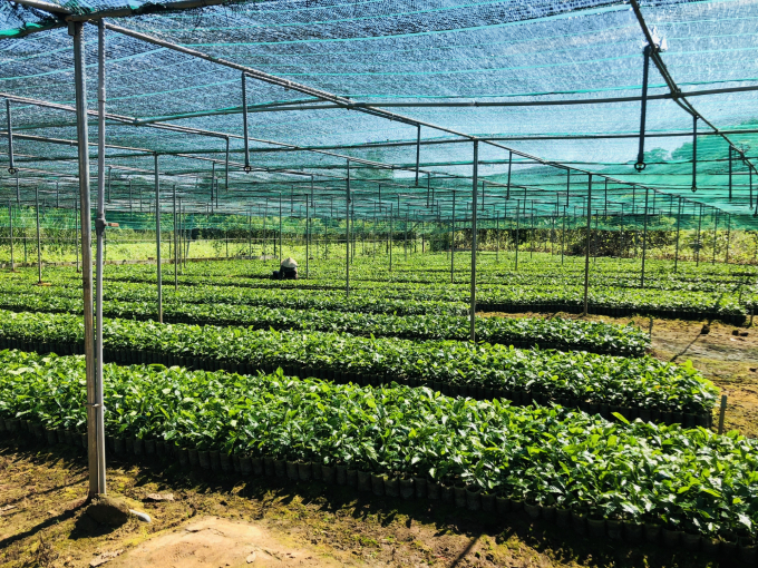 Vườn ươm cây giống chất lượng cao tại huyện Đăk Hà, tỉnh Kon Tum. Ảnh Tuấn Anh
