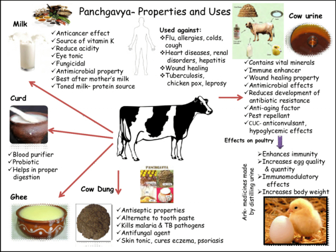 Tổng quan liệu pháp Panchgavya - một trong những công thức chính được tạo ra từ các sản phẩm của bò là nước tiểu, phân, sữa, và được sử dụng trong nhiều lĩnh vực khác nhau. Đồ họa: RG