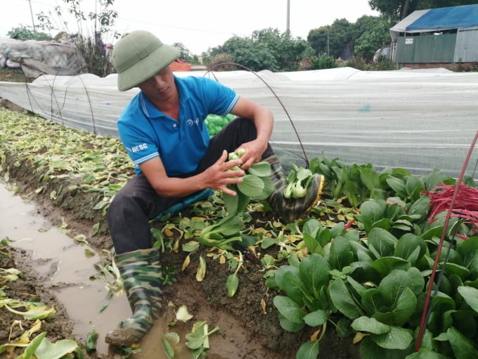 Người dân vựa rau xã Tráng Việt (huyện Mê Linh, Hà Nội) phấn khởi vì giá rau đang cao. Ảnh: Trung Quân