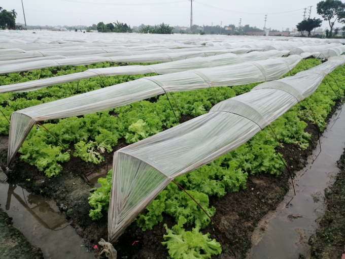 Nhờ áp dụng màng ni-lon che mưa, các vùng sản xuất rau vụ đông ở huyện Mê Linh vẫn an toàn mặc dù những ngày qua có mưa lớn liên tục. Ảnh: Trung Quân