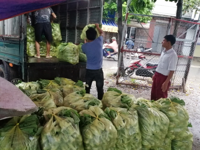 Bên cạnh thị trường Hà Nội, các loại rau vụ đông của huyện Mê Linh còn được các thương lái thu mua, tiêu thụ tại nhiều tỉnh thành phía Bắc. Ảnh: Trung Quân