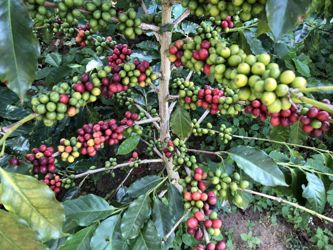 Để sản xuất cà phê bền vững cần phải xây dựng chuỗi giá trị gia tăng. Ảnh Tuấn Anh