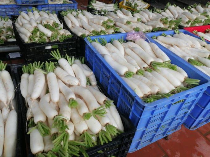 Củ cải đầu mùa có giá từ 8-10 nghìn đồng/kg. Hiện nông dân Tráng Việt đang tranh thủ giá cao, tập trung thu hoạch rộ, bởi củ cải rất dễ bị thối, hỏng nếu có mưa lớn kéo dài. Ảnh: Trung Quân