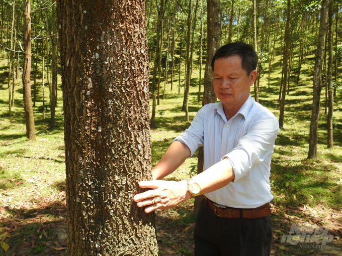 Trồng rừng gỗ lớn - một giải pháp được chú trọng hiện nay ở Hà Tĩnh nhằm gia tăng hiệu quả kinh tế cho người dân. Ảnh: Thanh Nga.